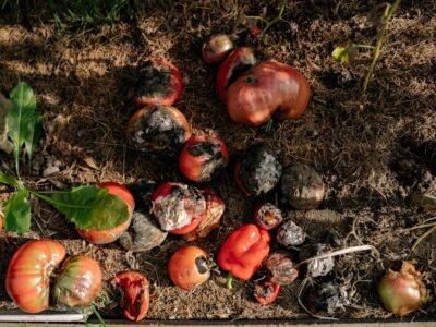 food composting